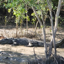 a close up of a reptile