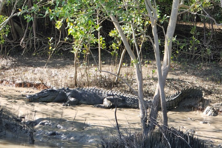a close up of a reptile