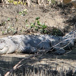 a reptile lying in the grass