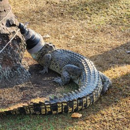 a reptile on a dirt road
