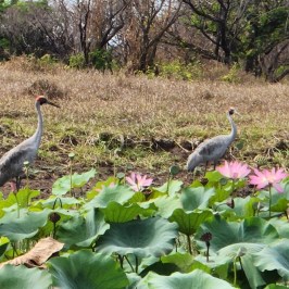 a bird standing on top of a grass covered field