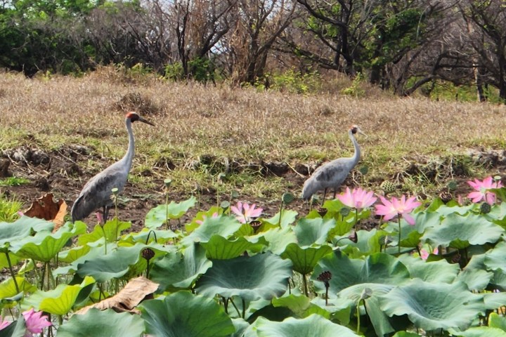 a bird standing on top of a grass covered field