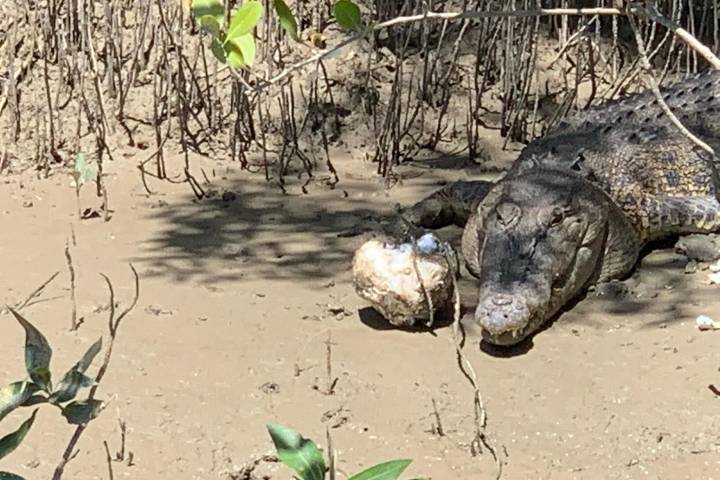 a reptile standing on a dirt road
