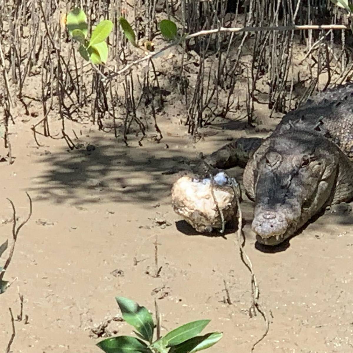a reptile standing on a dirt road