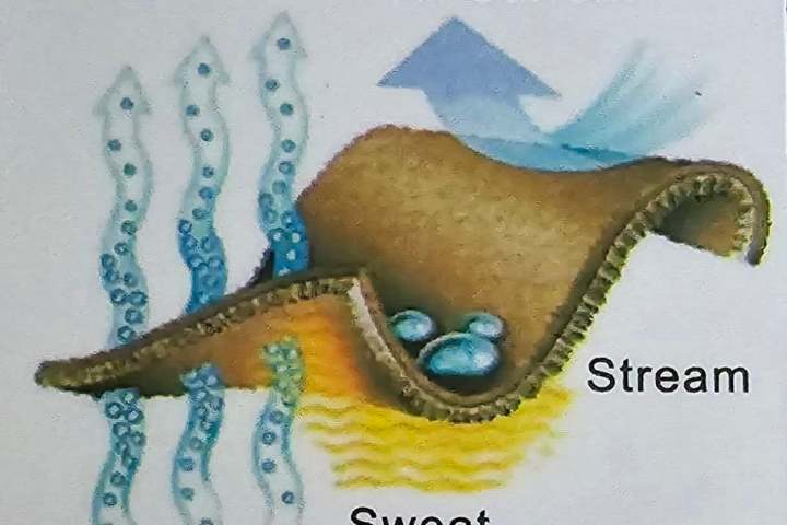 Illustration showing sweat absorption and evaporation with an air current.