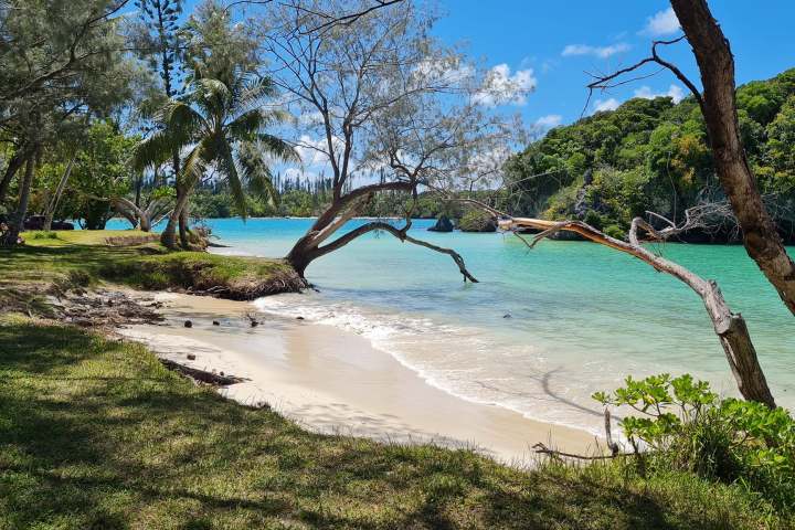 Tropical beach with trees, turquoise water, and blue sky.