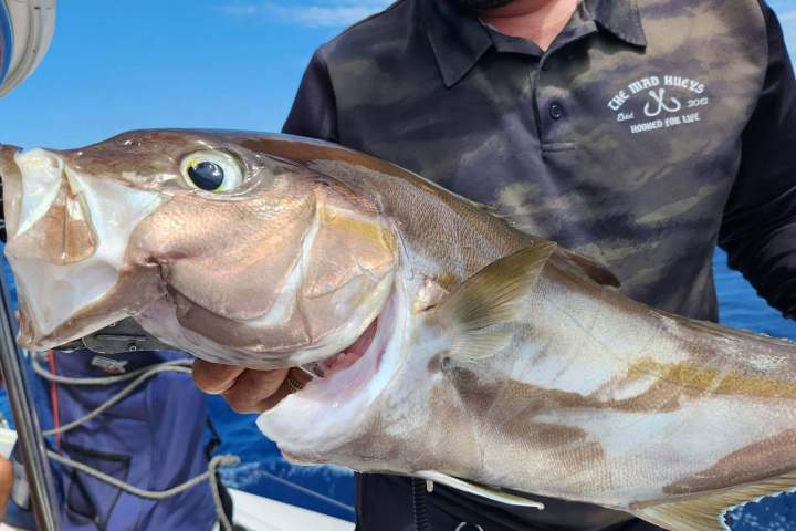 Person holding a large fish on a boat with ocean background.