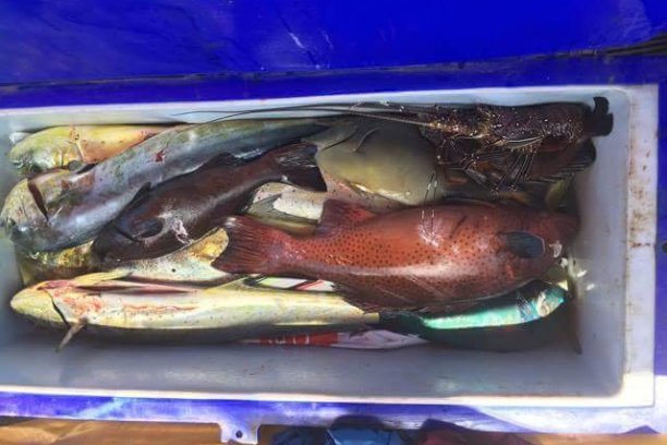 Various fish and a lobster in a blue cooler.